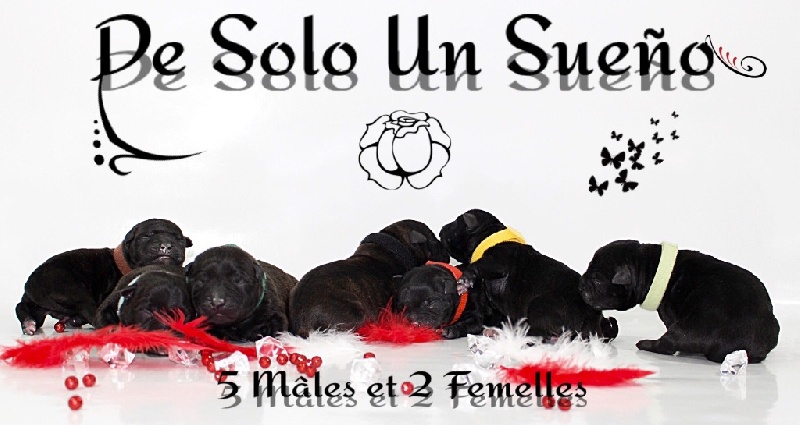 De Solo Un Sueño - Staffordshire Bull Terrier - Portée née le 03/03/2016