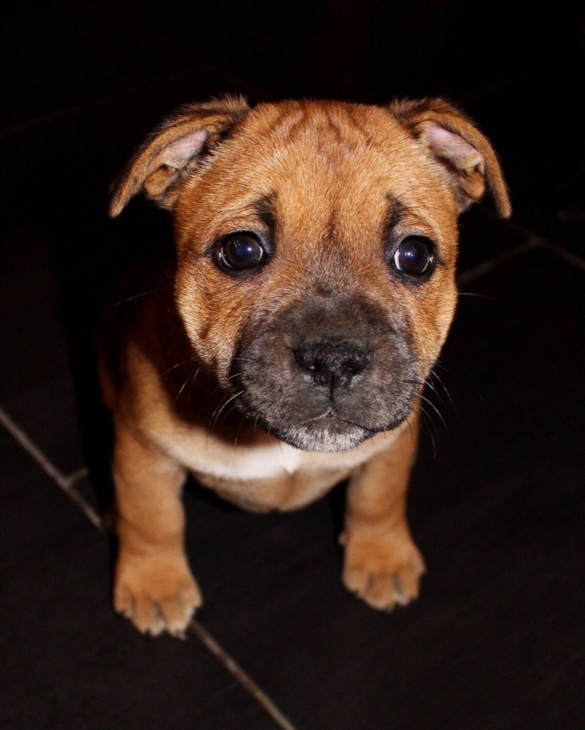 De Solo Un Sueño - Chiots disponibles - Staffordshire Bull Terrier